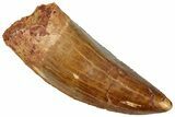 Serrated Carcharodontosaurus Tooth - Robust Dinosaur Tooth #330016-1